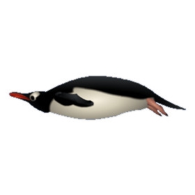 Male Gentoo Penguin